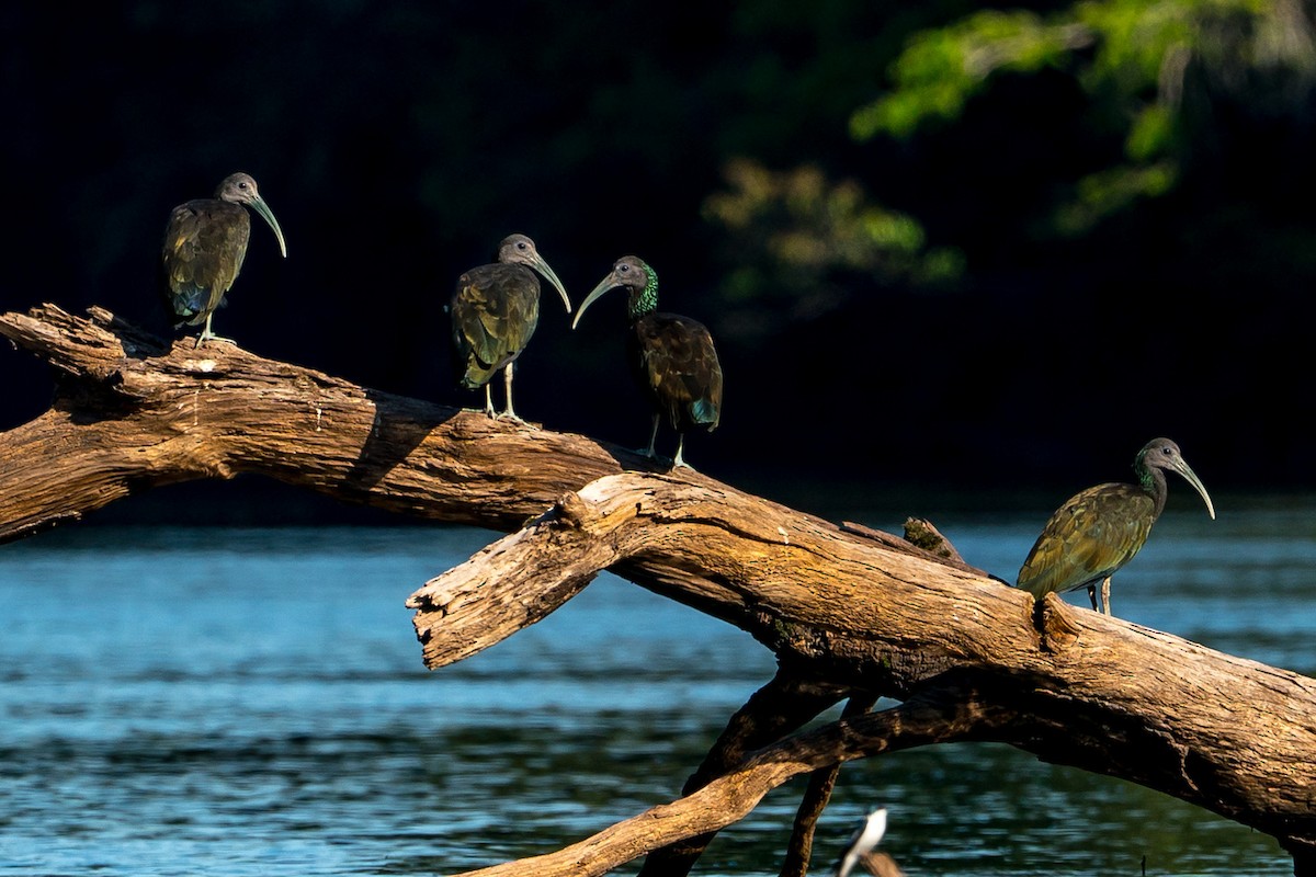 Green Ibis - ML106264331