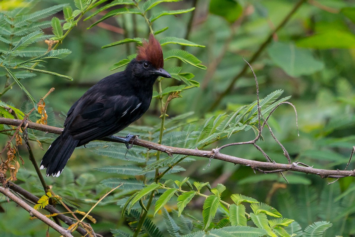Glossy Antshrike - Joao Quental JQuental