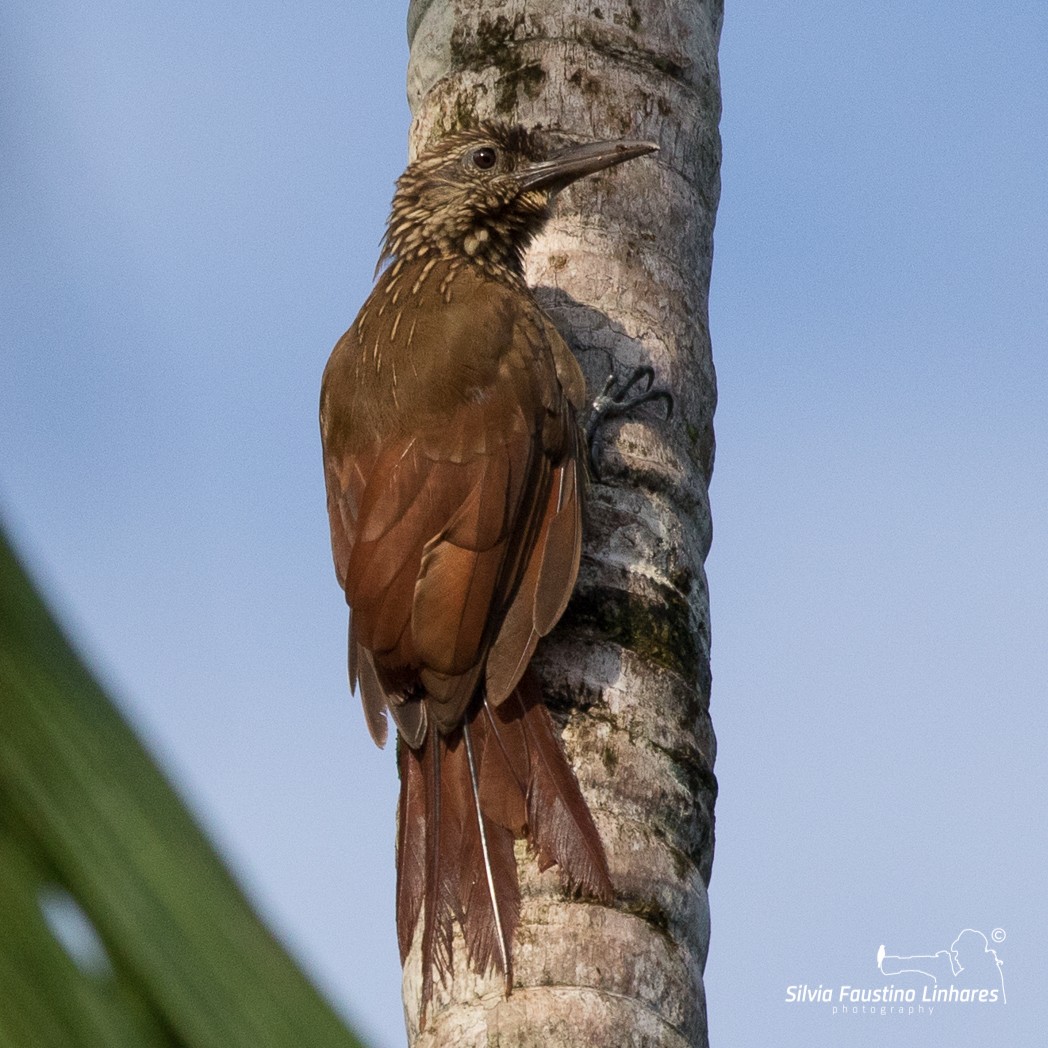 Buff-throated Woodcreeper (Buff-throated) - ML106264781