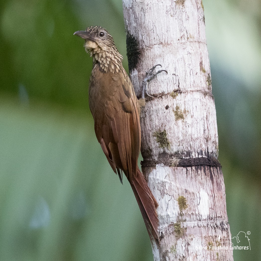 Buff-throated Woodcreeper (Buff-throated) - ML106264801