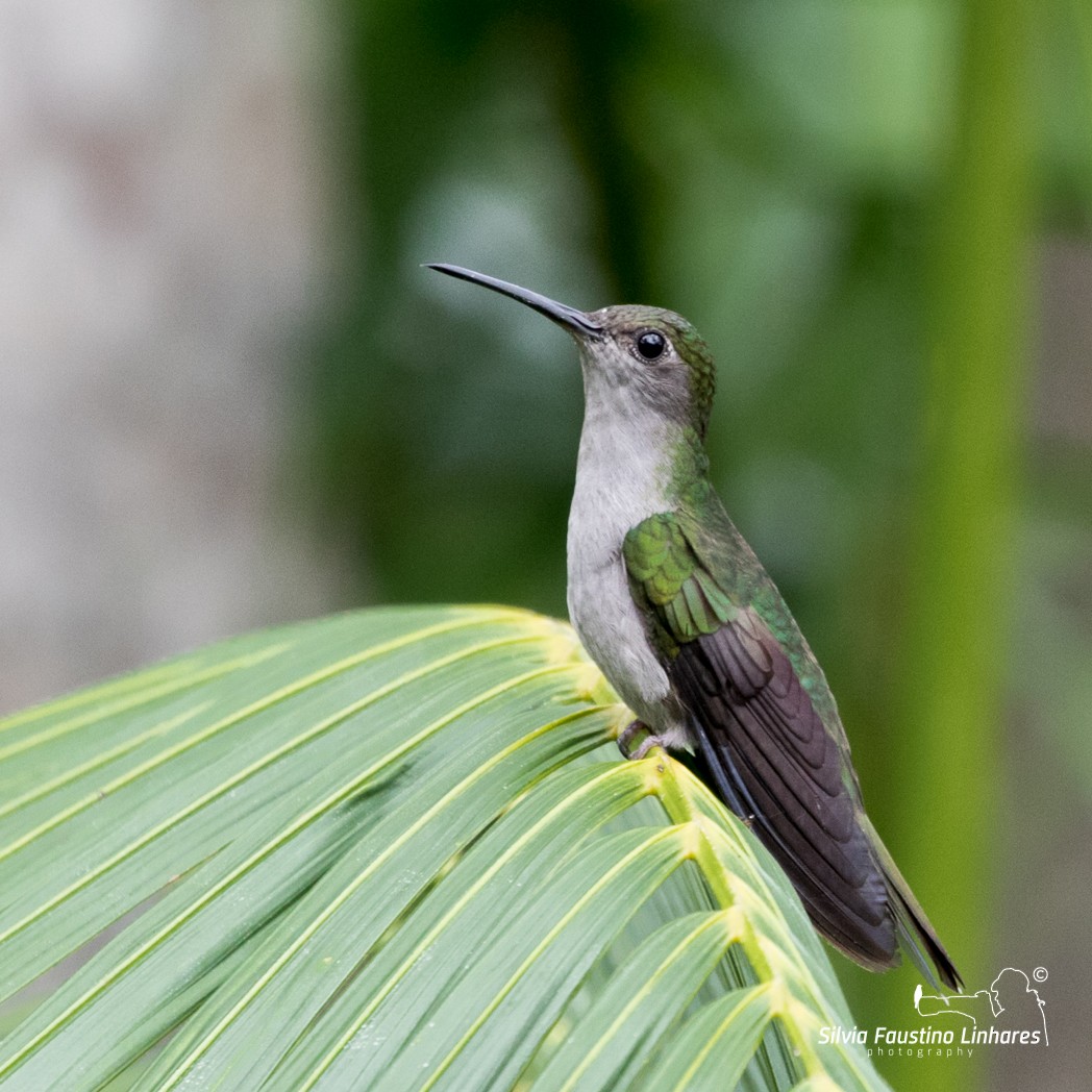 Gray-breasted Sabrewing (largipennis) - ML106264811