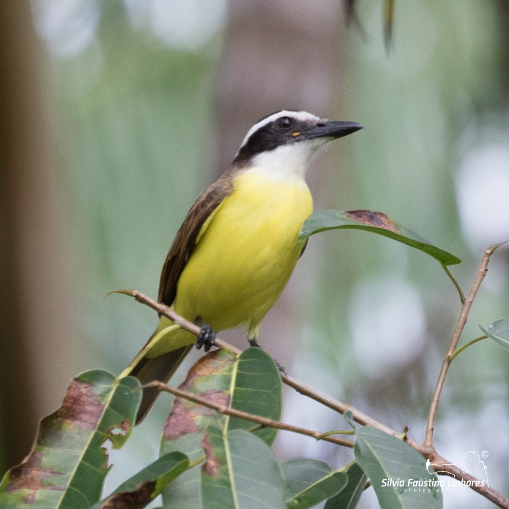 Great Kiskadee - ML106264851