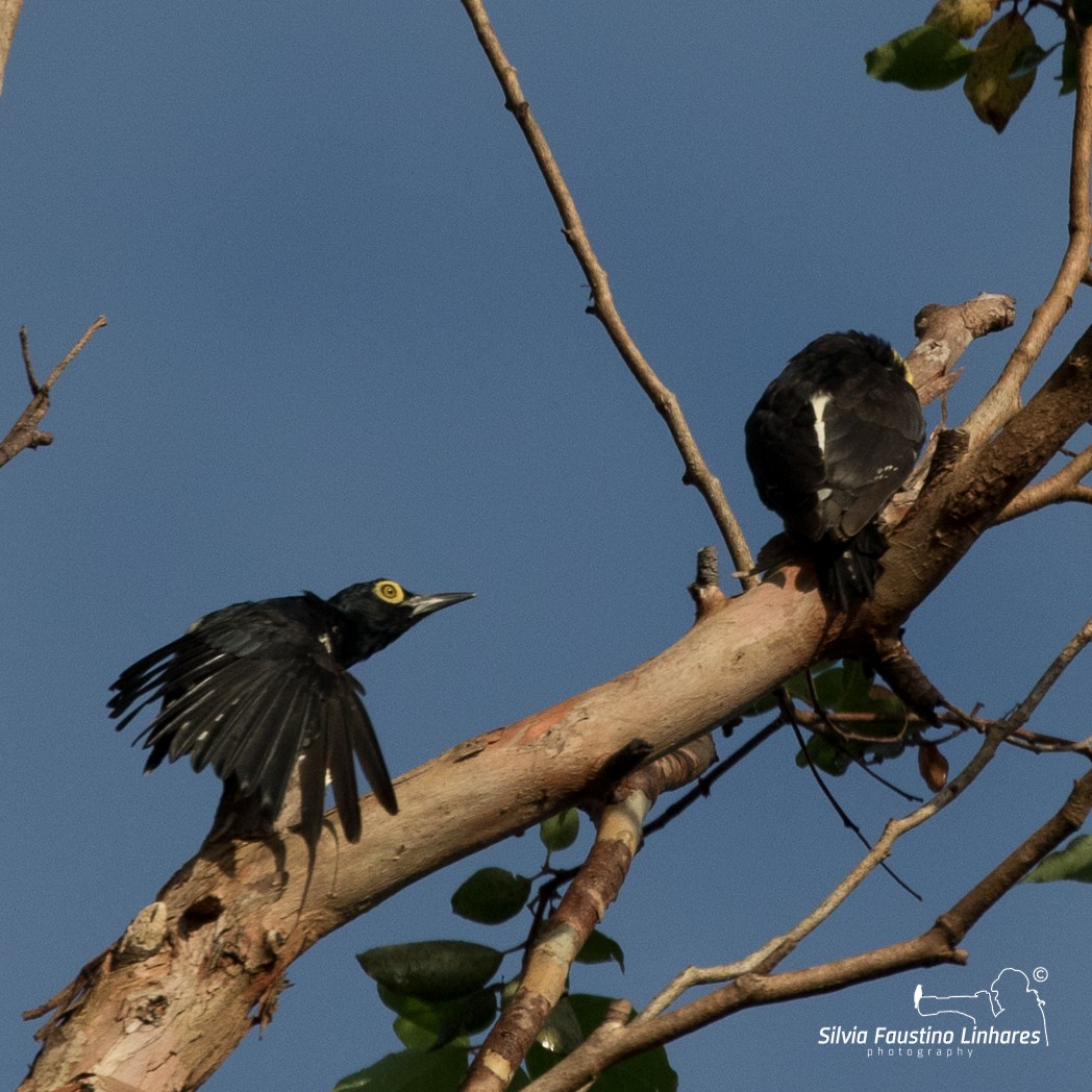 Yellow-tufted Woodpecker - ML106265231