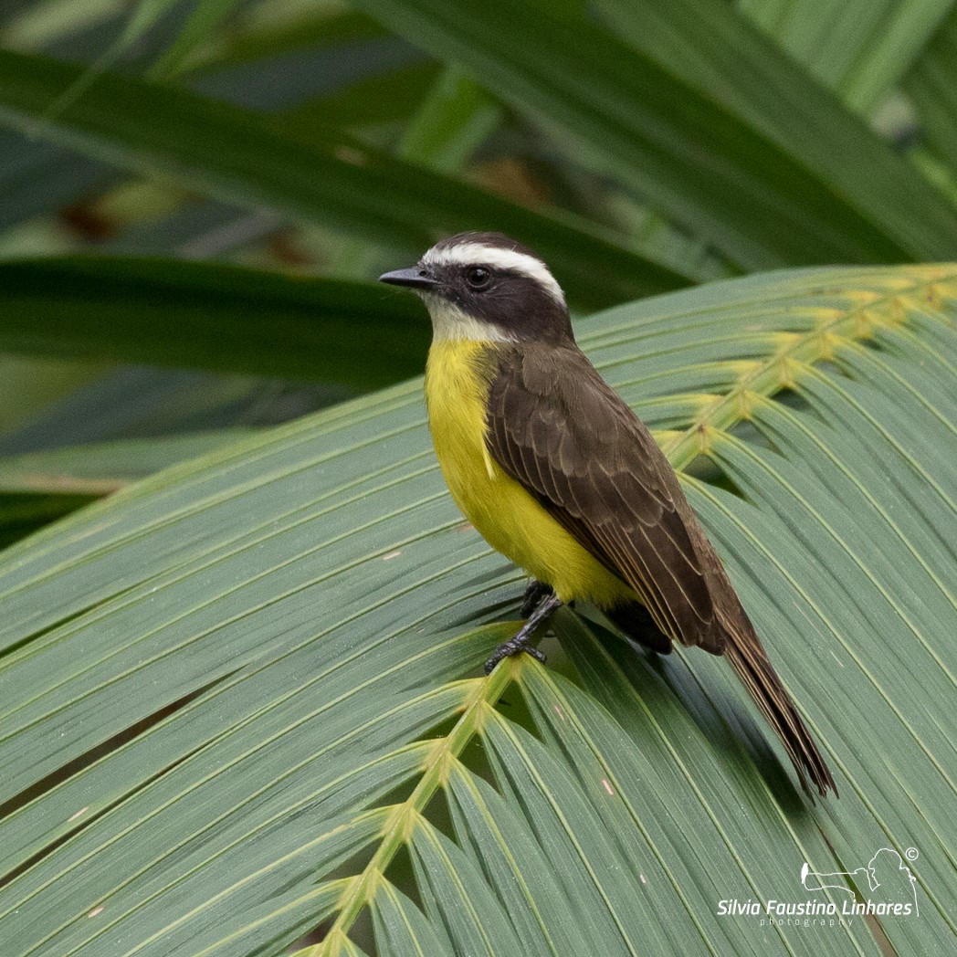 Rusty-margined Flycatcher - Silvia Faustino Linhares