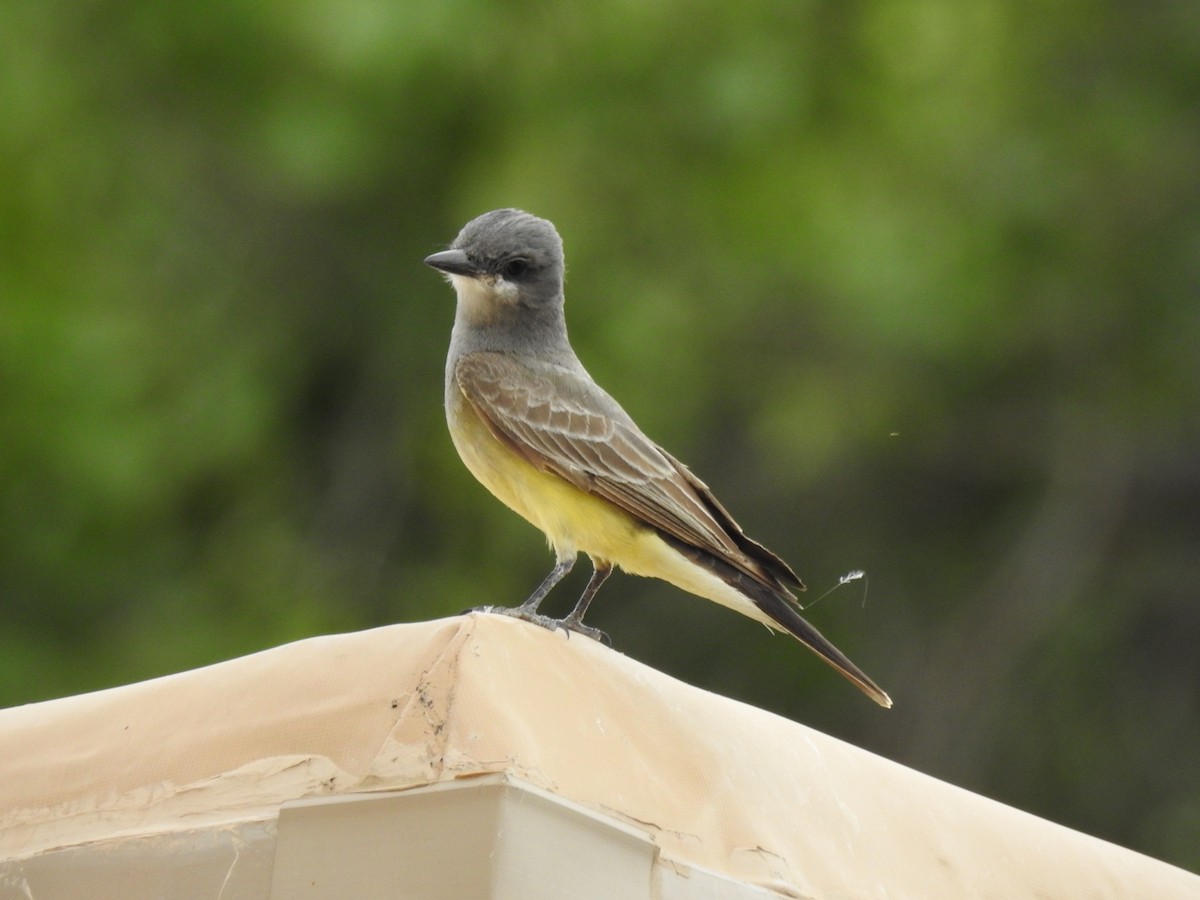 Cassin's Kingbird - Neil Earnest