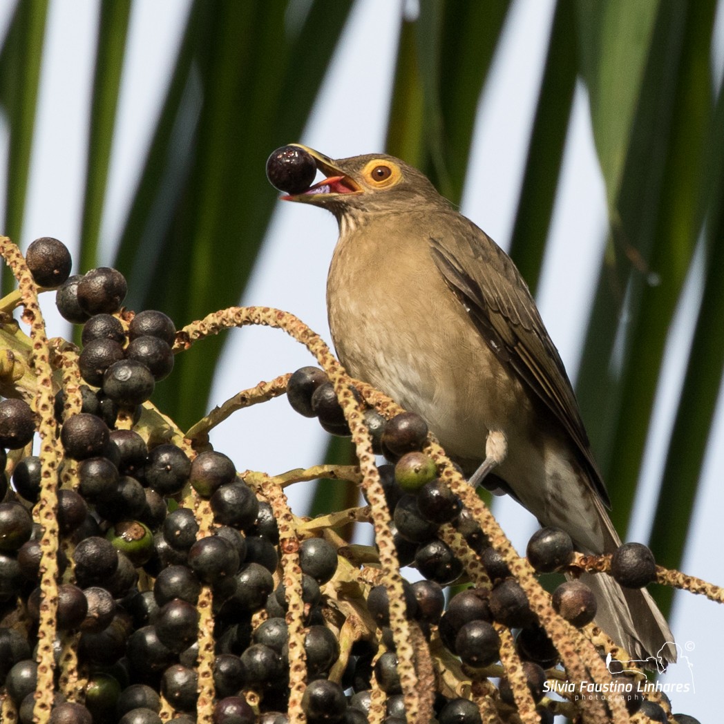 Spectacled Thrush - Silvia Faustino Linhares