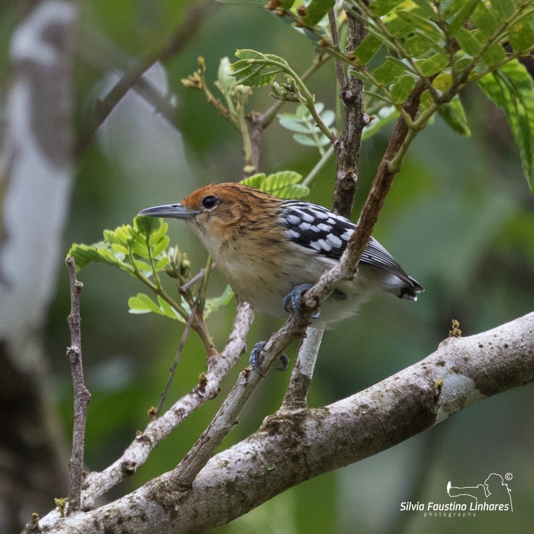 Guianan Streaked-Antwren - ML106265561