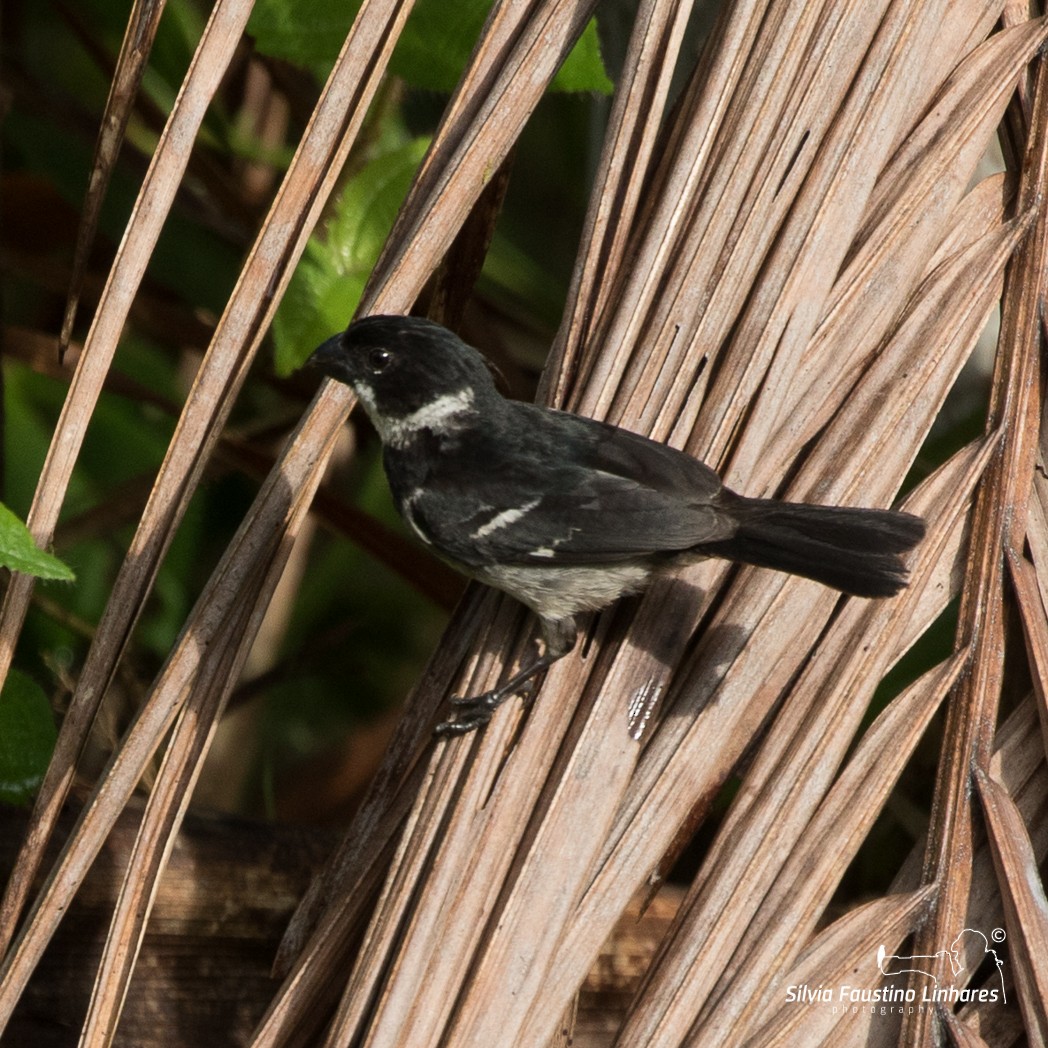 Wing-barred Seedeater - ML106265581