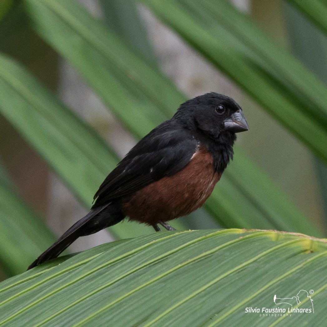Chestnut-bellied Seed-Finch - Silvia Faustino Linhares