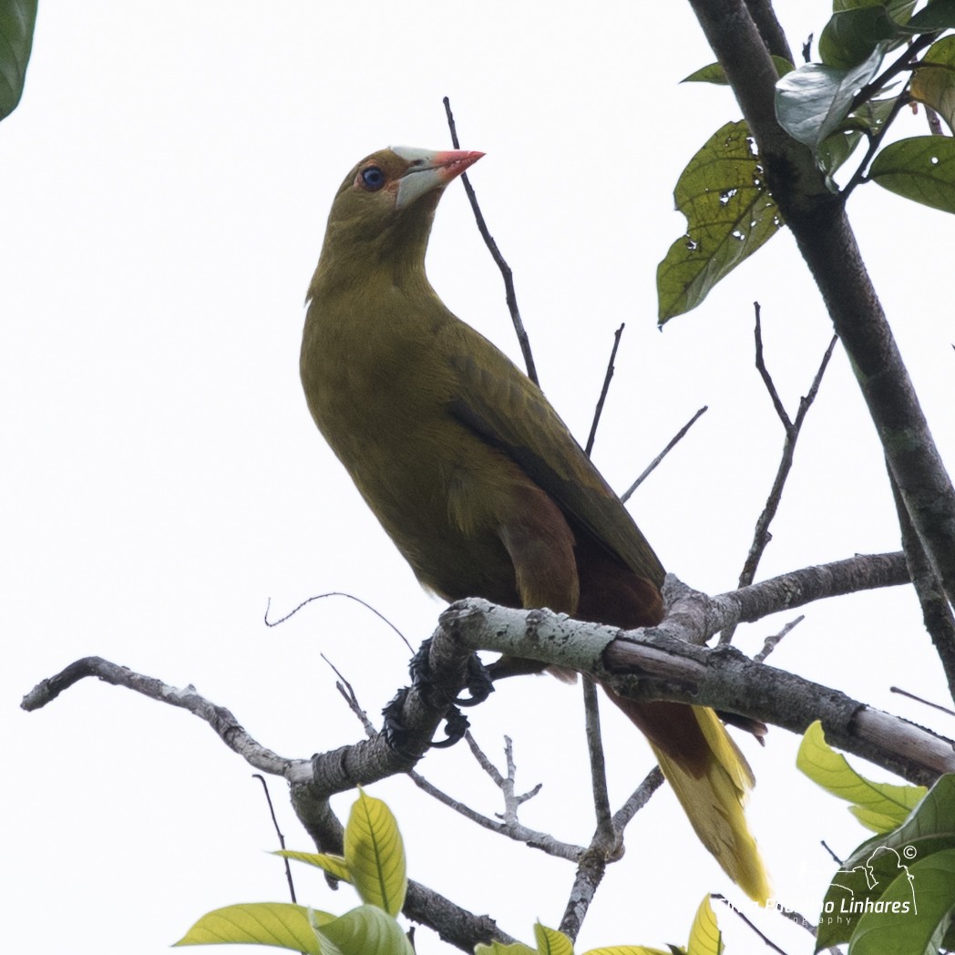 Green Oropendola - ML106265921