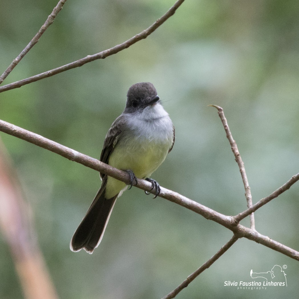 Short-crested Flycatcher - ML106265931