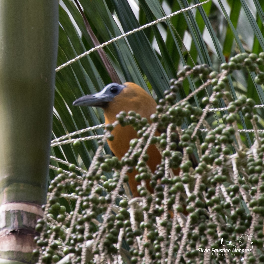 Pájaro Capuchino - ML106266031