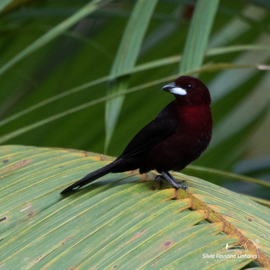 Silver-beaked Tanager - Silvia Faustino Linhares