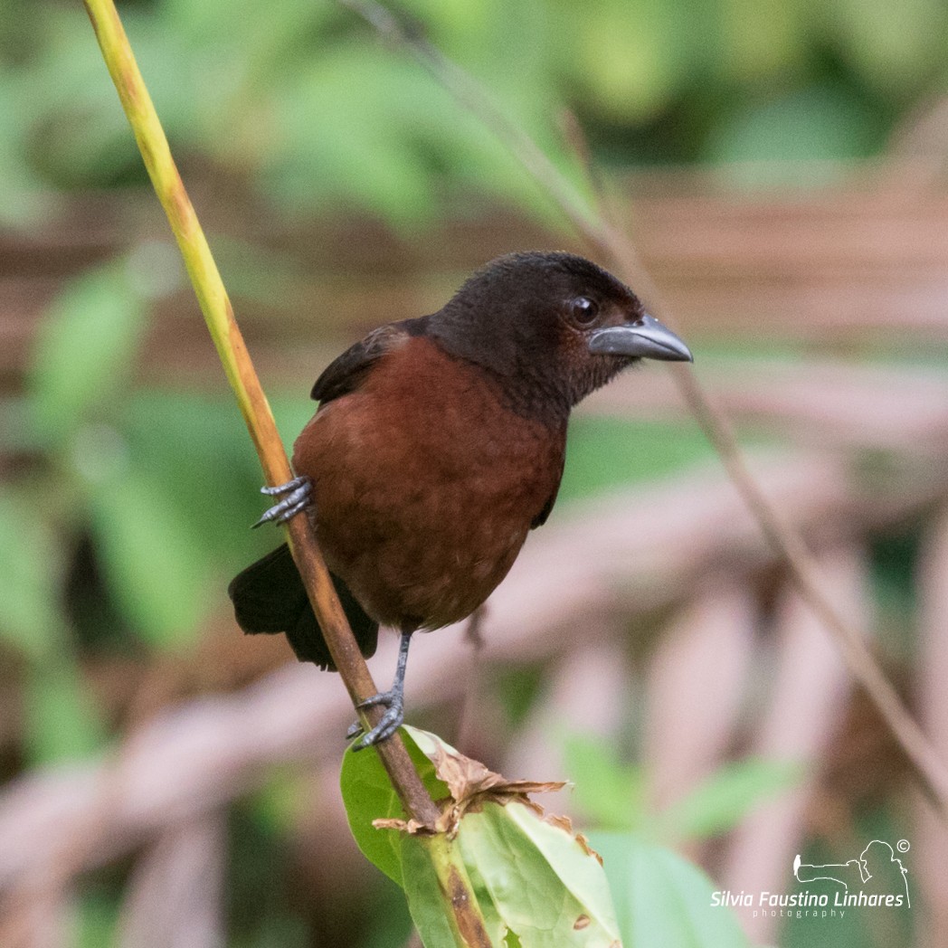 Silver-beaked Tanager - Silvia Faustino Linhares