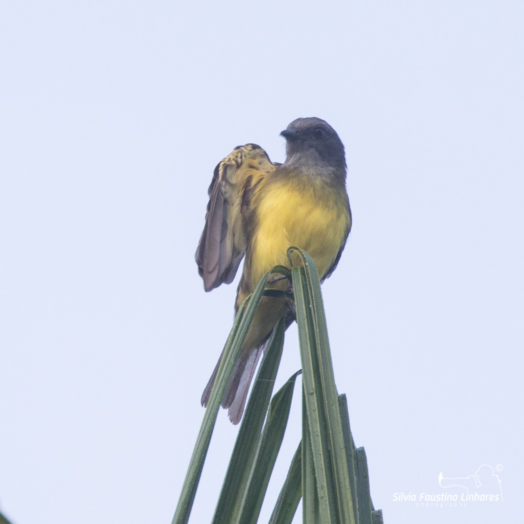 Sulphury Flycatcher - ML106266231