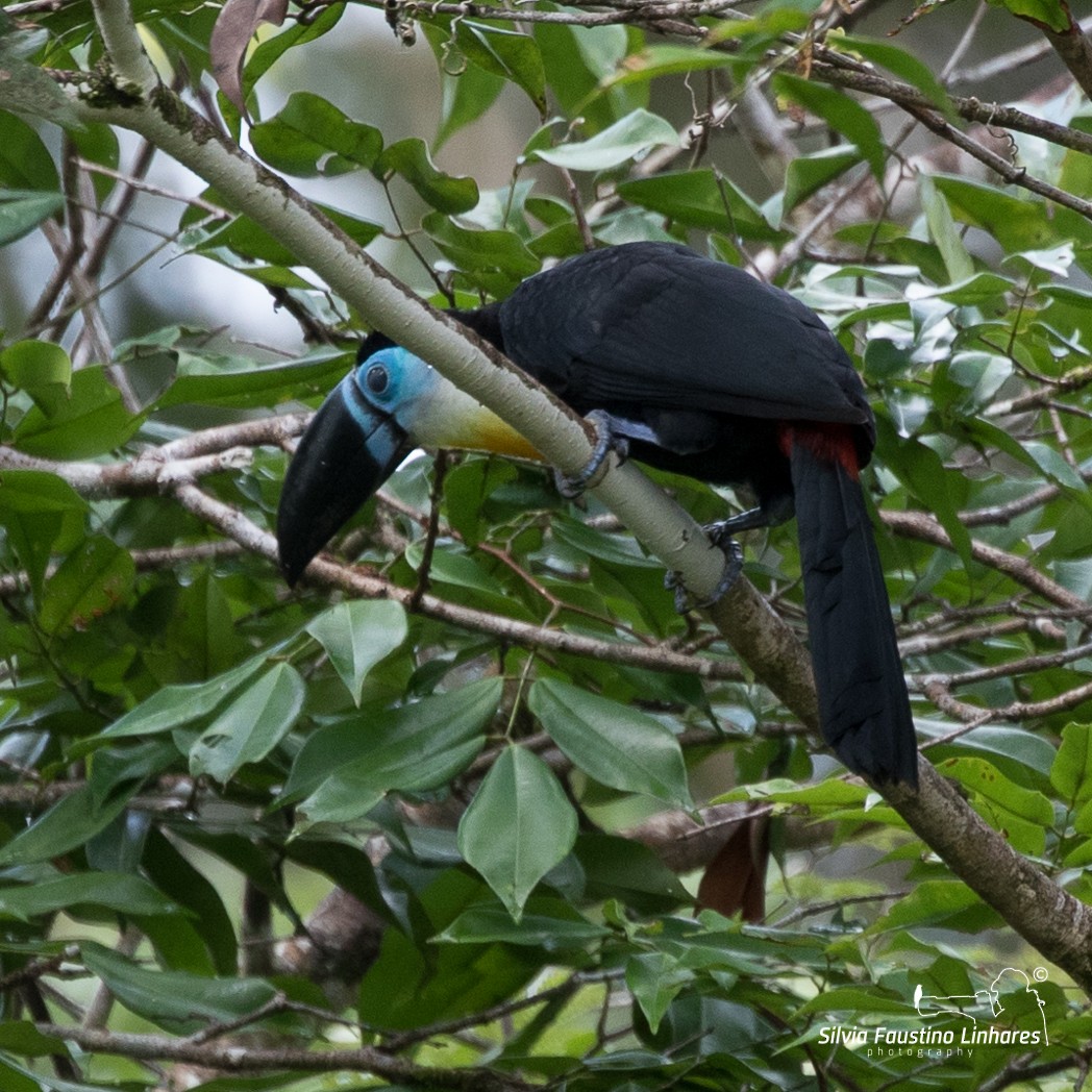 Channel-billed Toucan - ML106266501