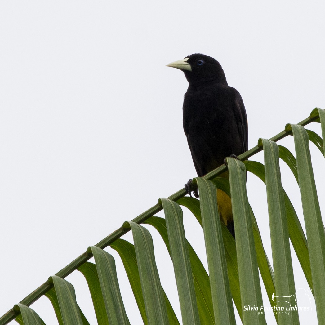 Yellow-rumped Cacique - Silvia Faustino Linhares