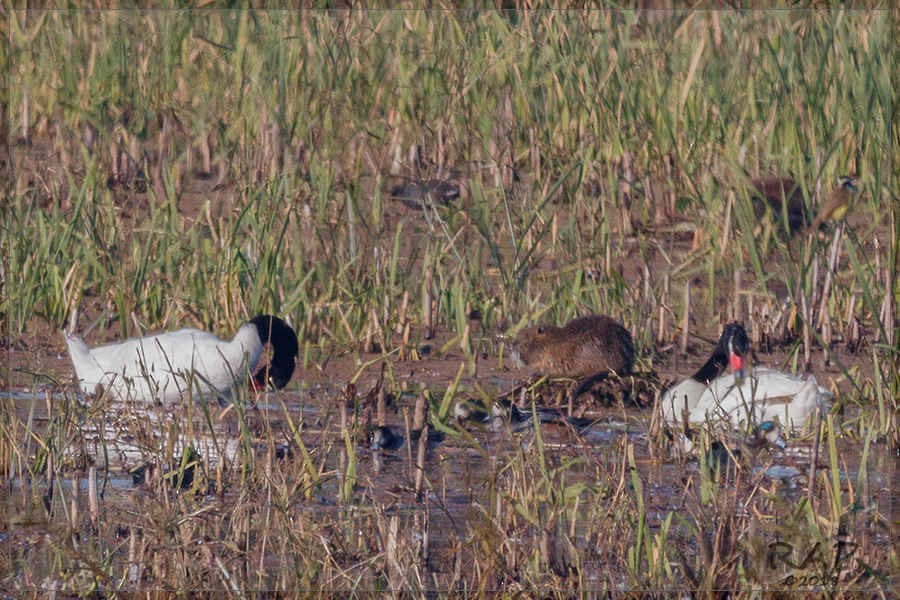 Chiloe Wigeon - Ricardo A.  Palonsky