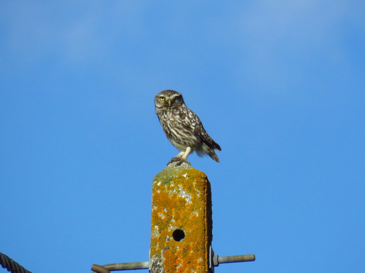 Little Owl - ML106267271