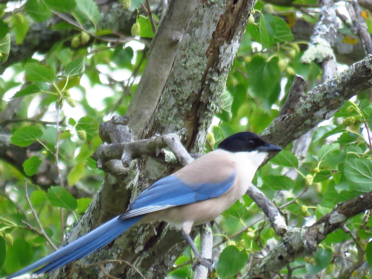 Iberian Magpie - ML106267551