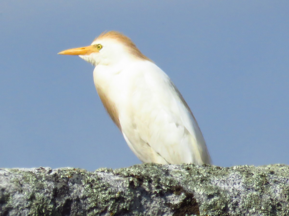 Western Cattle-Egret - ML106267671