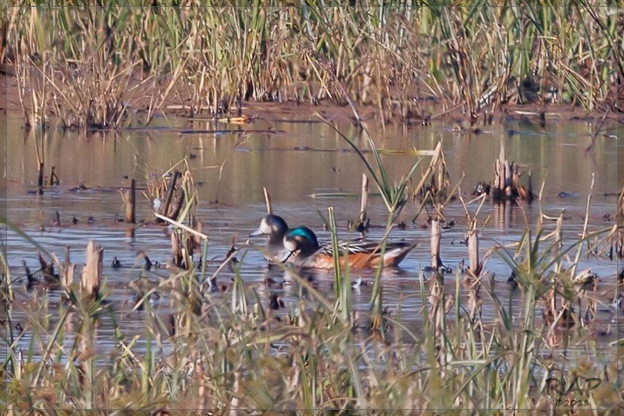 Chiloe Wigeon - Ricardo A.  Palonsky