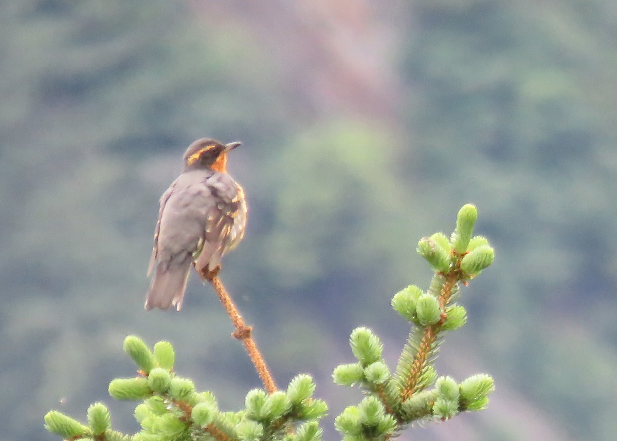 Varied Thrush - ML106269601