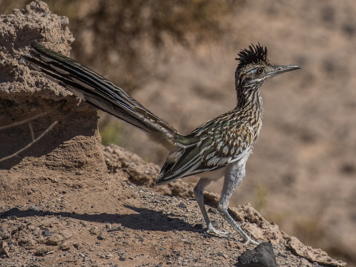 Greater Roadrunner - Bruce Aird