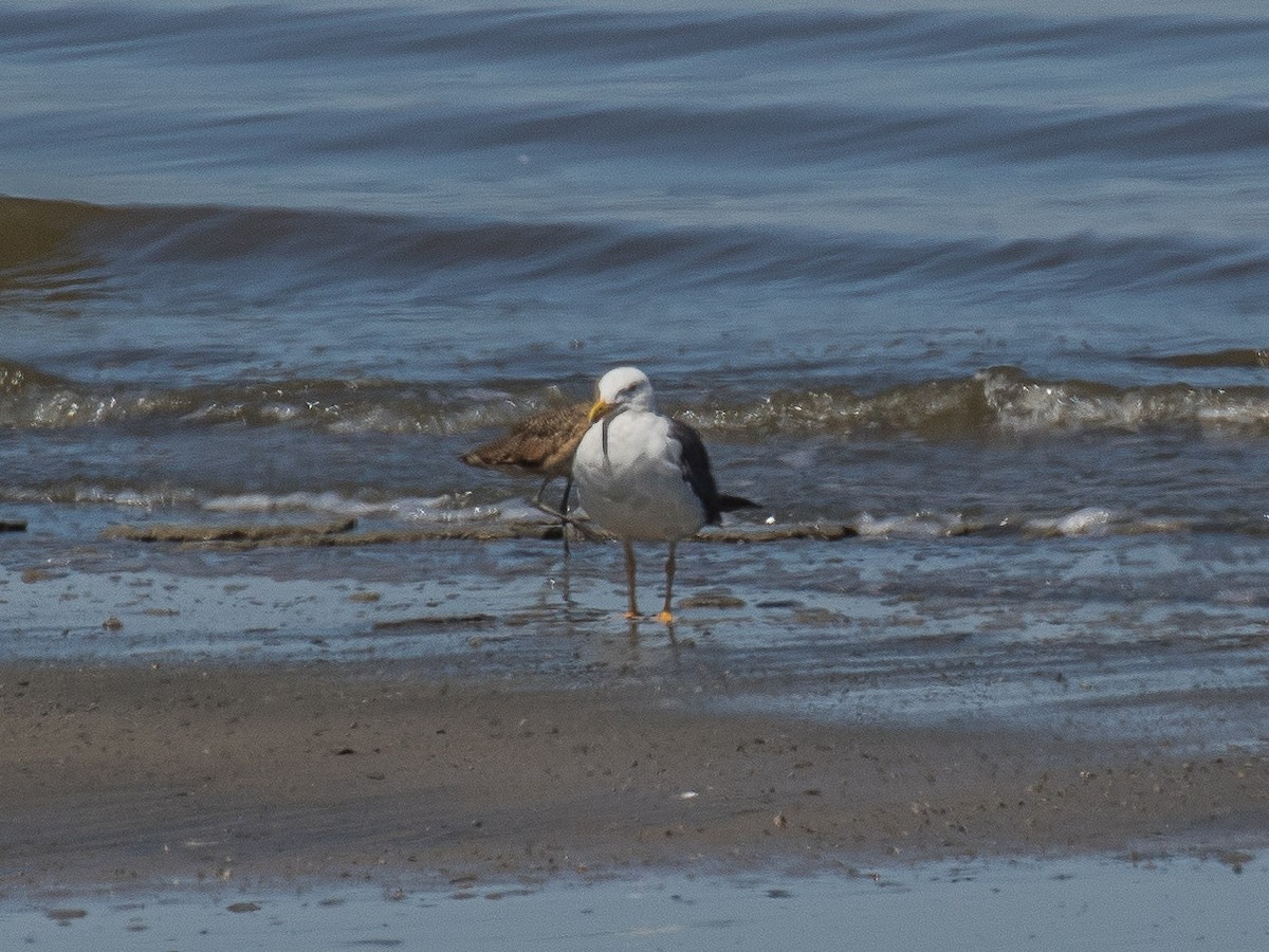 Yellow-footed Gull - ML106270581