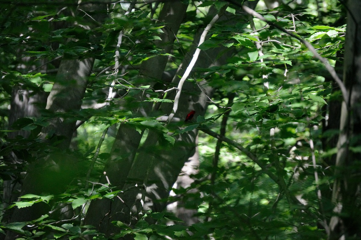 Scarlet Tanager - ML106271271