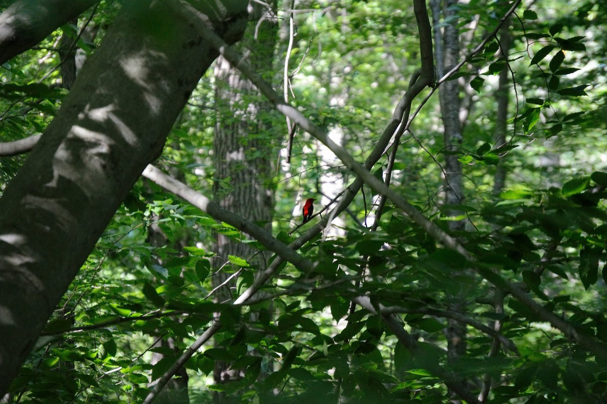 Scarlet Tanager - ML106271281