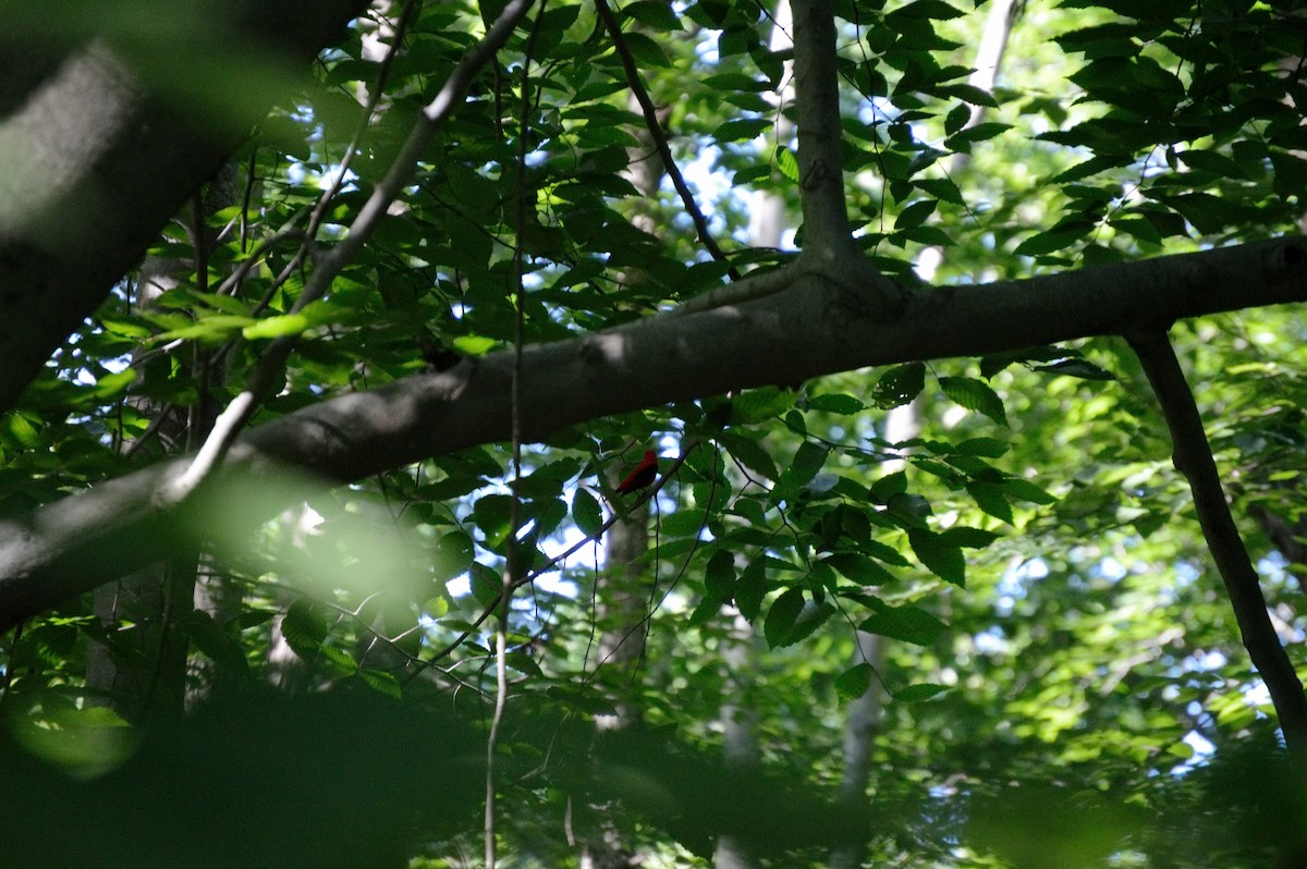 Scarlet Tanager - ML106271291