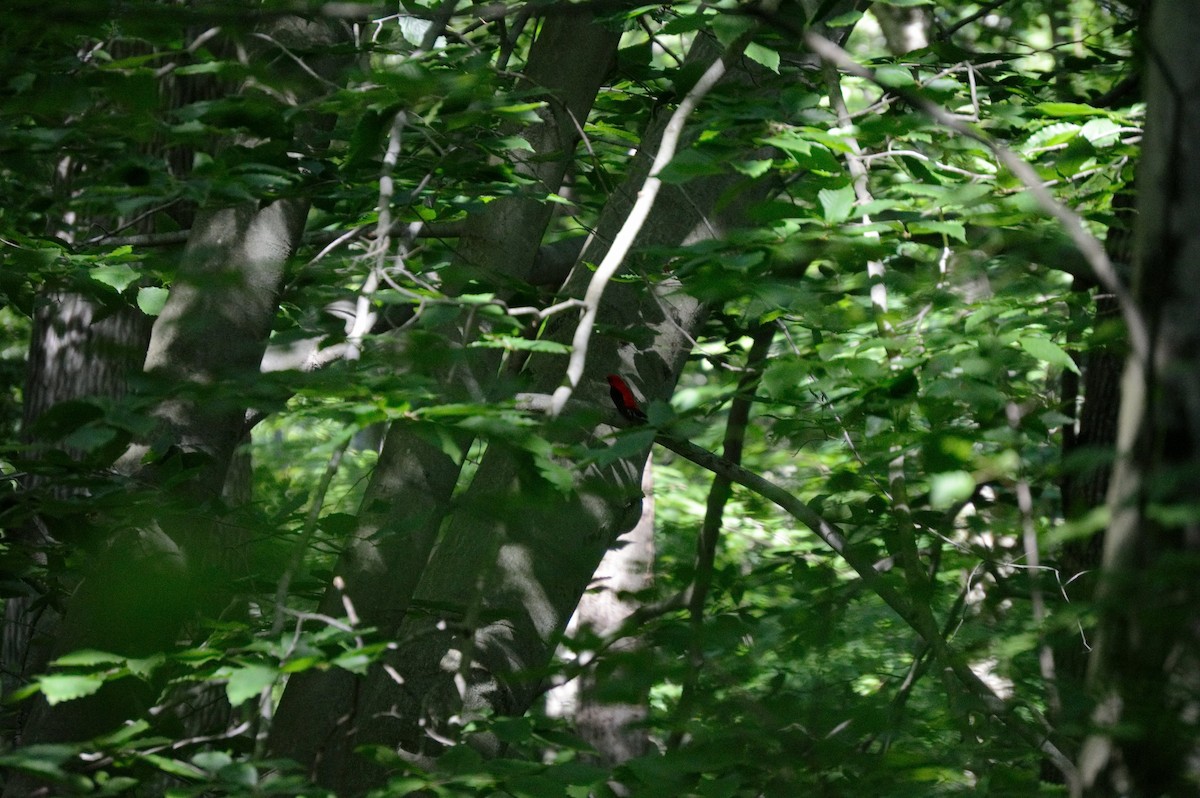 Scarlet Tanager - ML106271301