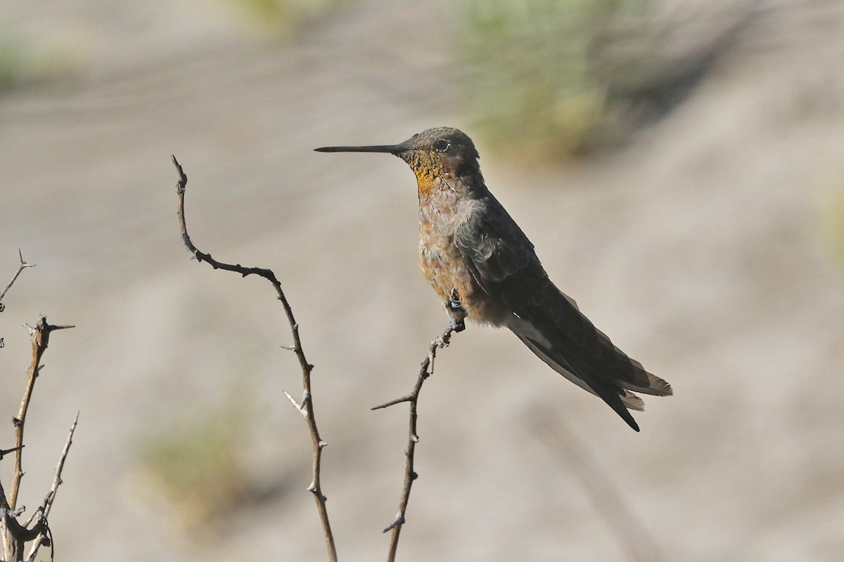 Giant Hummingbird - Pedro Allasi Condo - COAP - COLLAGUA BIRDER