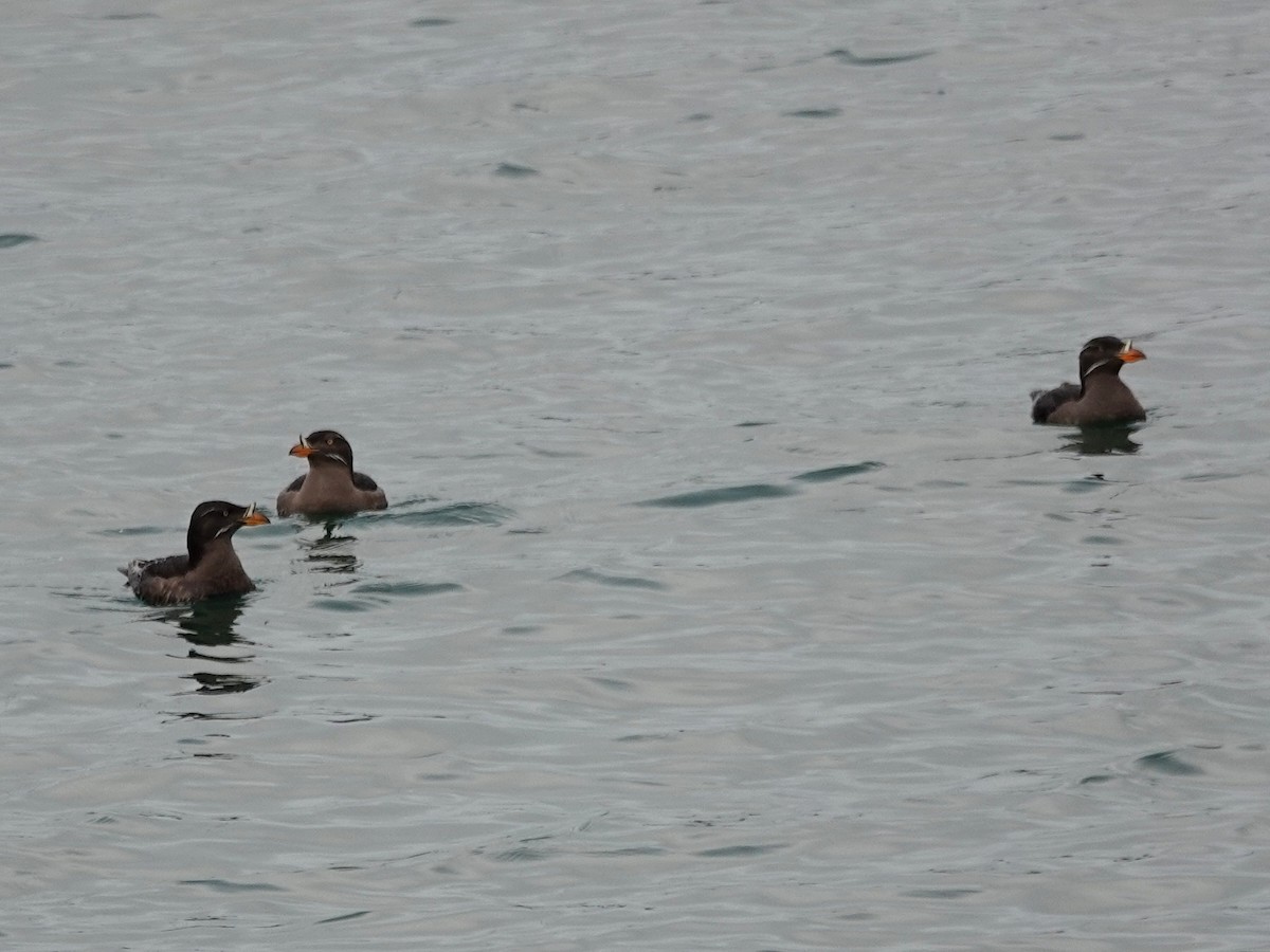 Rhinoceros Auklet - ML106272241