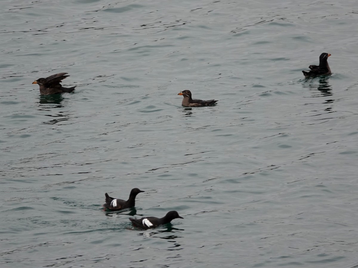 Rhinoceros Auklet - Norman Uyeda