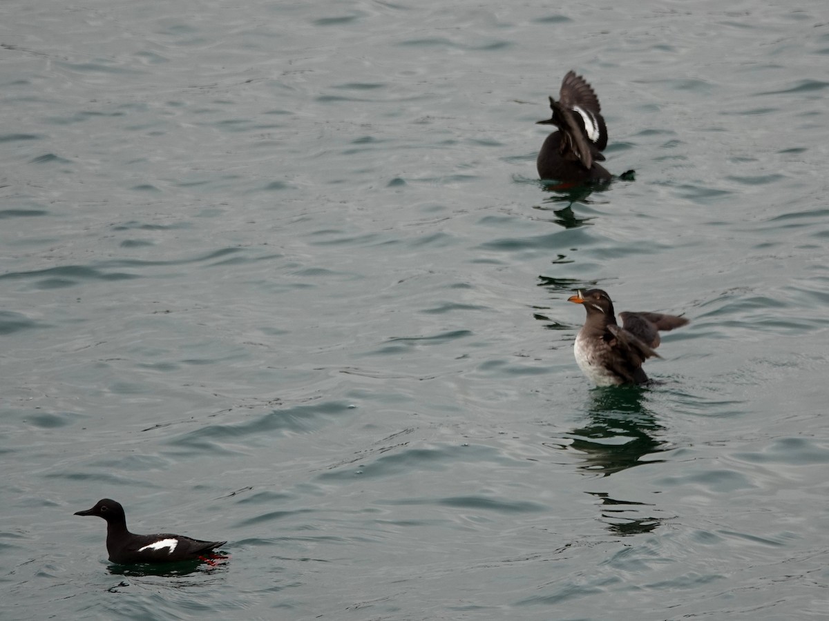 Rhinoceros Auklet - ML106272291