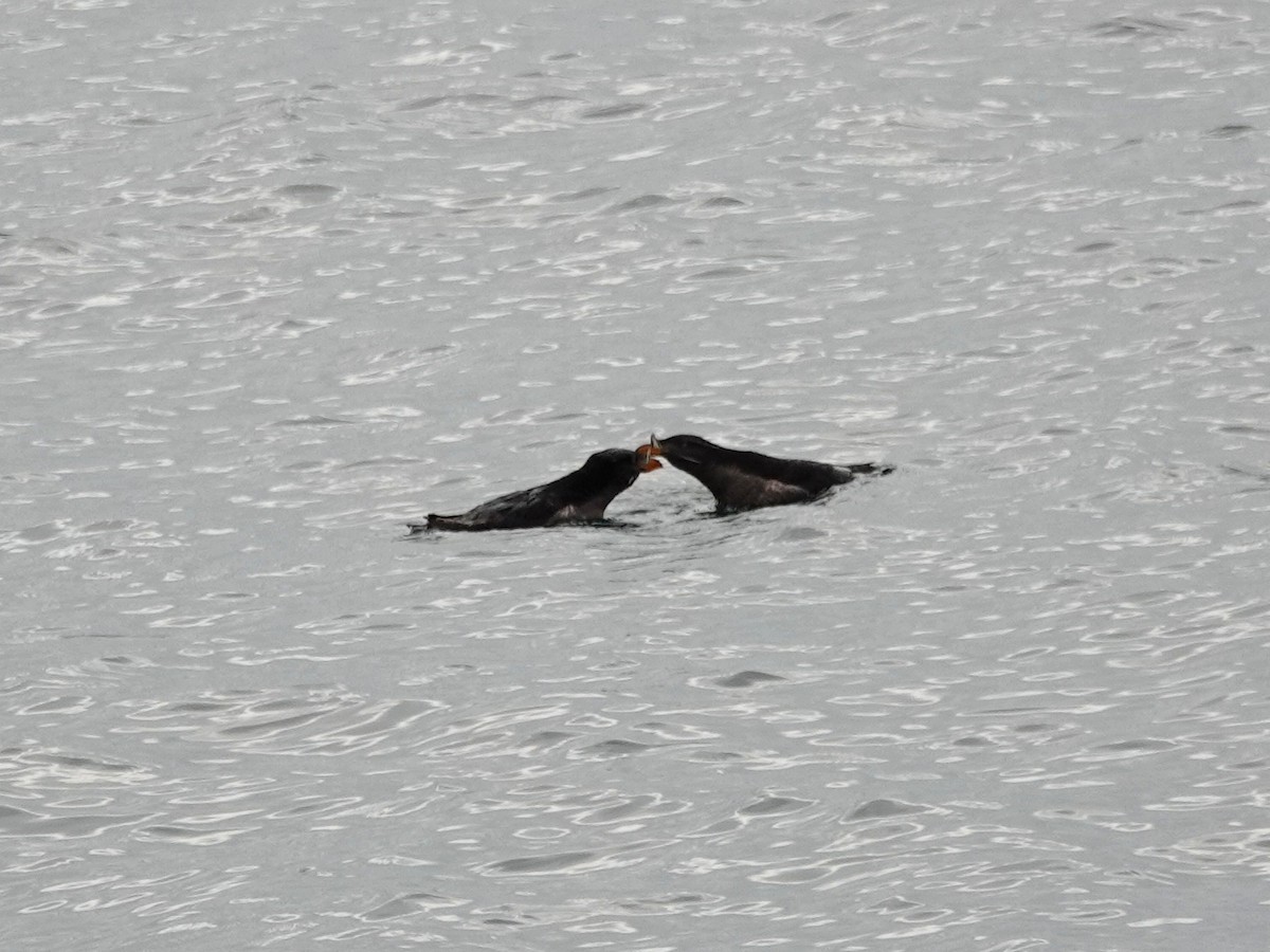 Rhinoceros Auklet - Norman Uyeda