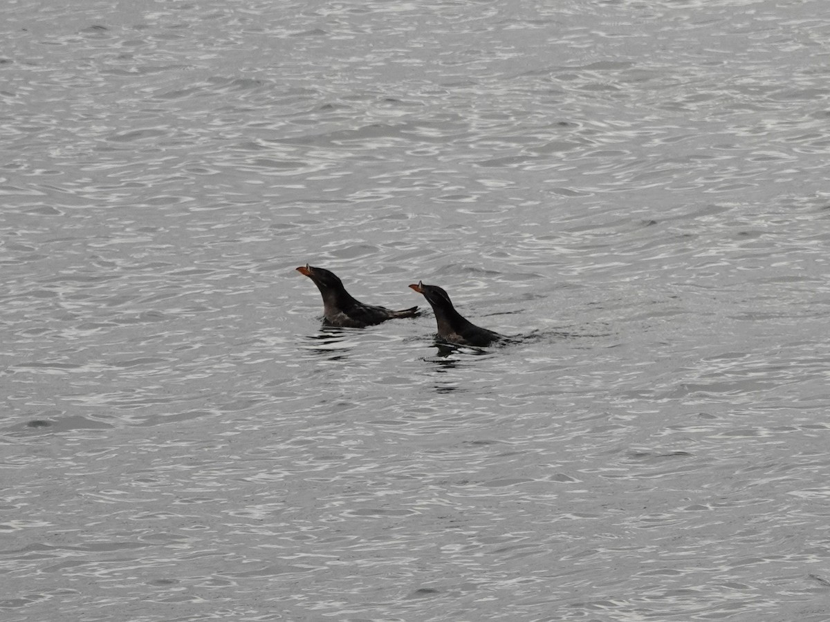 Rhinoceros Auklet - ML106272311