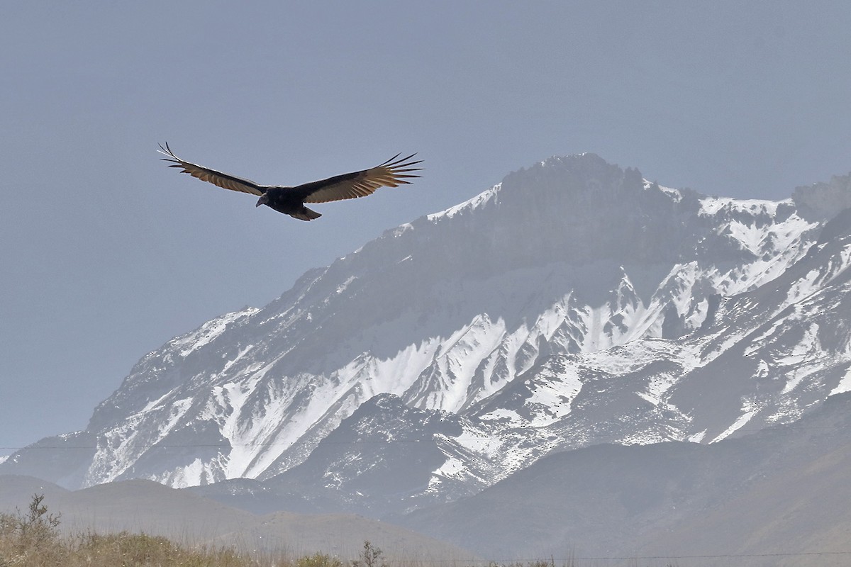 Turkey Vulture - Pedro Allasi Condo - COAP - COLLAGUA BIRDER