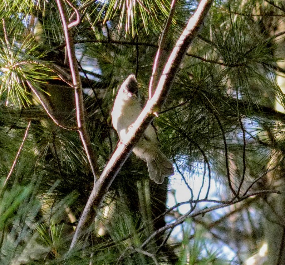 Tufted Titmouse - ML106272461