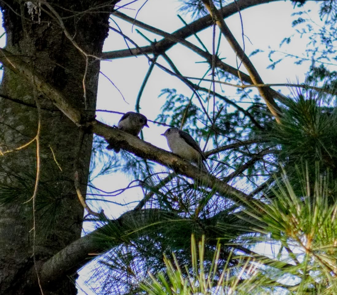 Tufted Titmouse - ML106272471