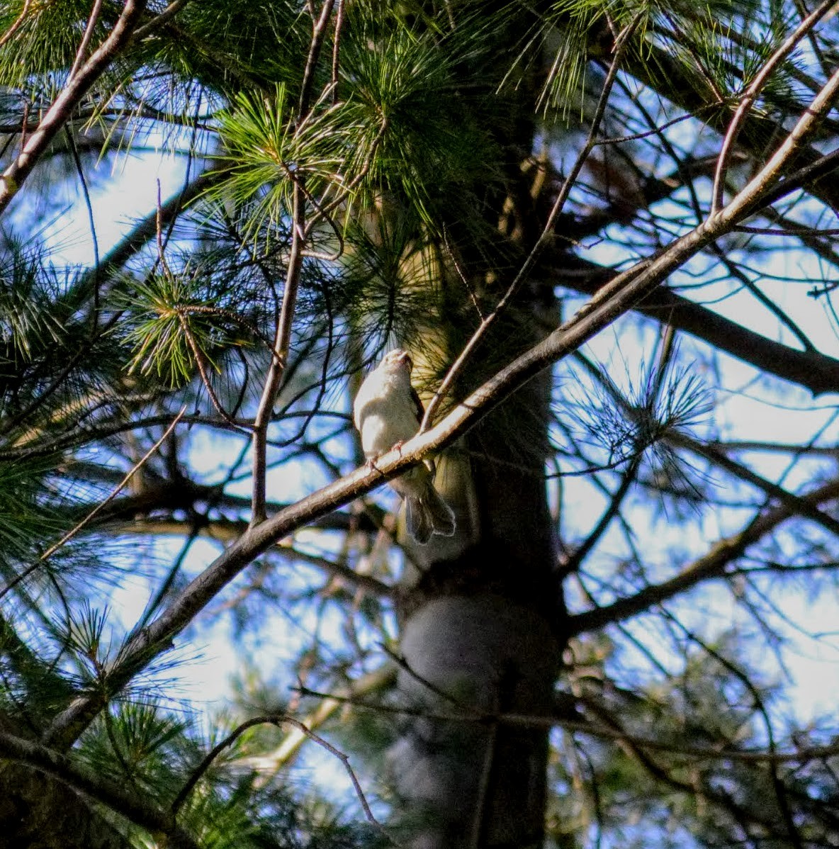 Tufted Titmouse - ML106272481