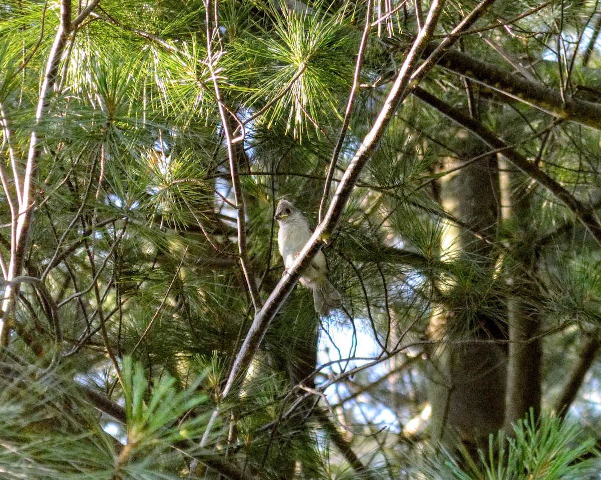 Tufted Titmouse - ML106272491