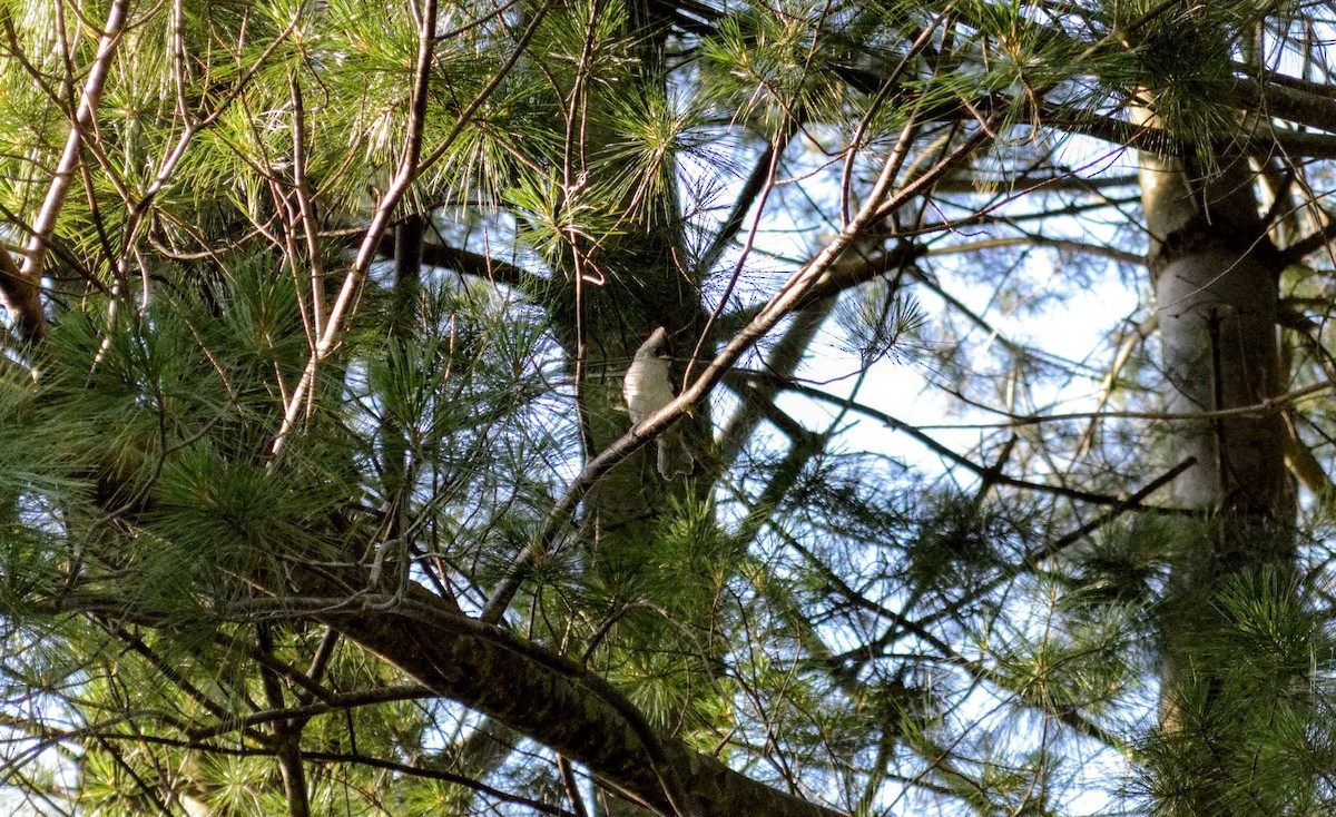 Tufted Titmouse - ML106272501