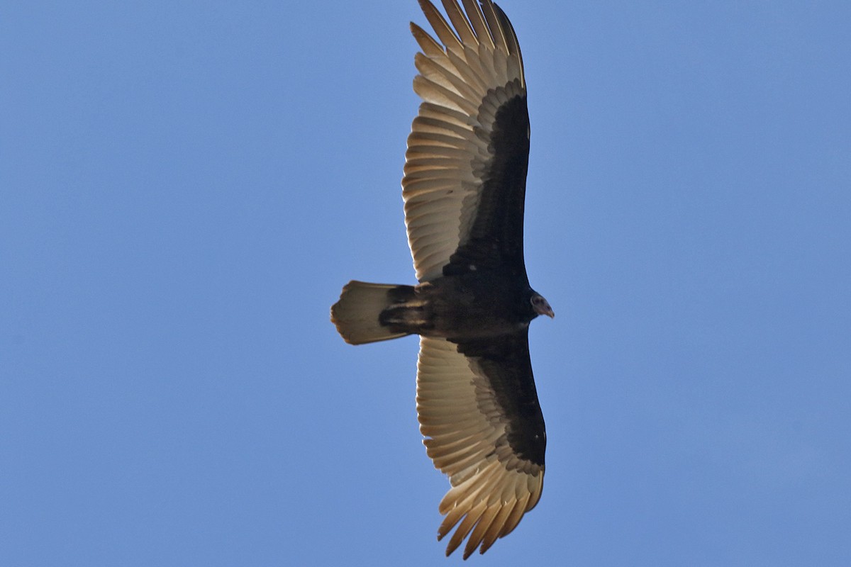 Turkey Vulture - Pedro Allasi Condo - COAP - COLLAGUA BIRDER