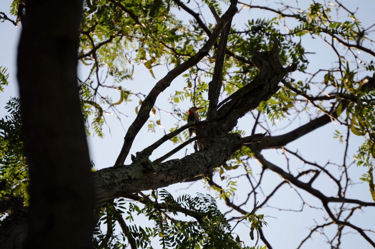 Red-bellied Woodpecker - ML106272941