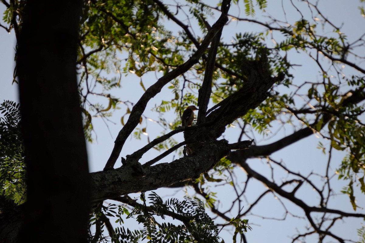 Red-bellied Woodpecker - ML106272951