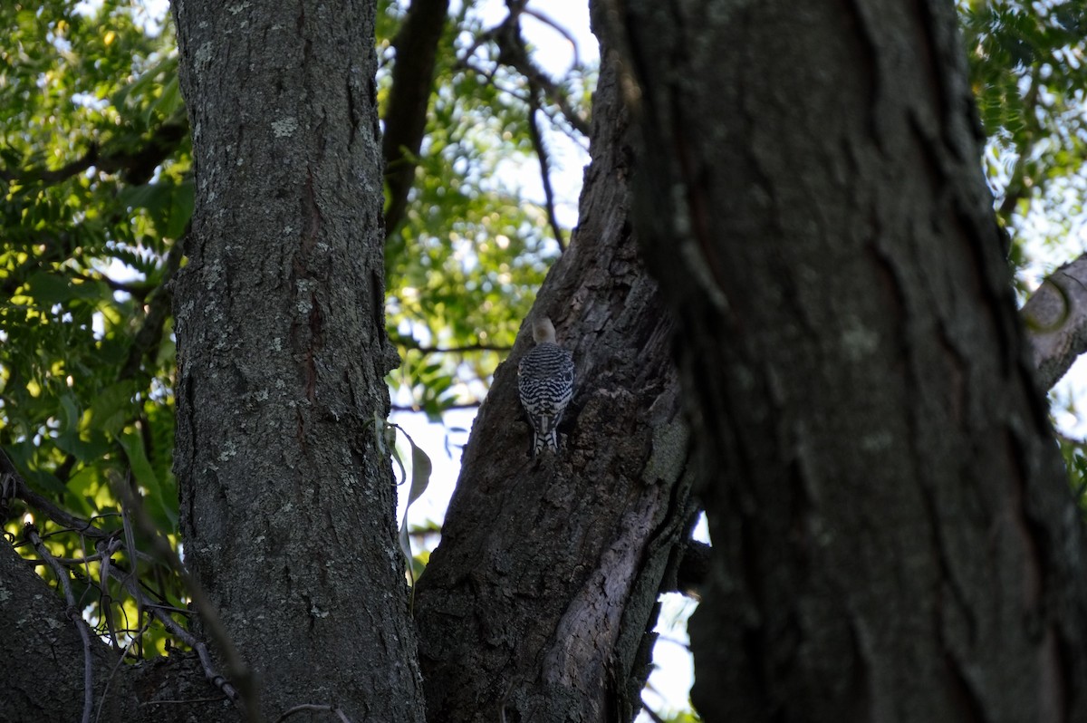 Red-bellied Woodpecker - ML106272961