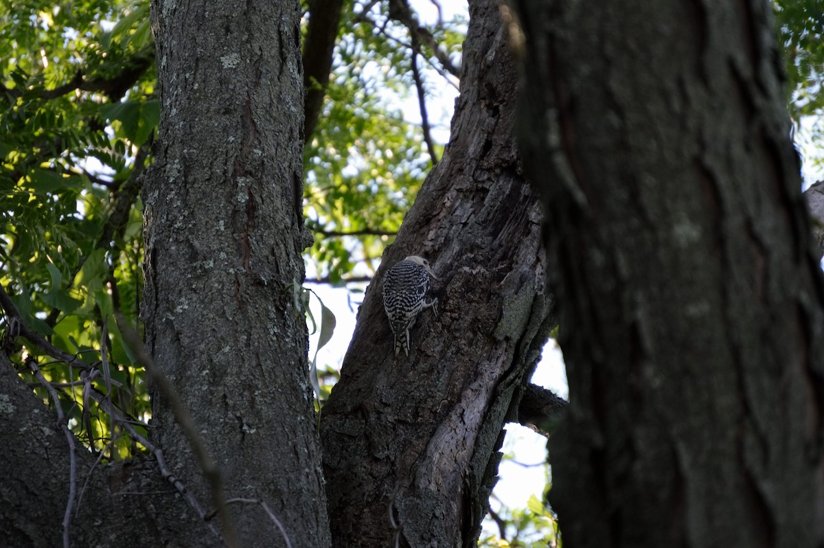 Red-bellied Woodpecker - ML106272971